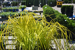 Bowles' Golden Sedge (Carex elata 'Bowles Golden') at Sargent's Nursery