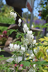 White Bleeding Heart (Dicentra spectabilis 'Alba') at Sargent's Nursery