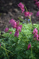 King of Hearts Bleeding Heart (Dicentra 'King of Hearts') at Sargent's Nursery
