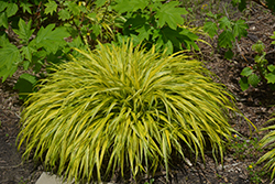 Golden Variegated Hakone Grass (Hakonechloa macra 'Aureola') at Sargent's Nursery
