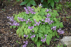 Purple Pixie Bishop's Hat (Epimedium grandiflorum 'Purple Pixie') at Sargent's Nursery