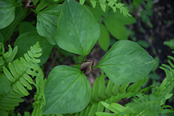 Toadshade (Trillium sessile) at Sargent's Nursery