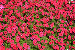 Supertunia Vista Paradise Petunia (Petunia 'BBTUN98901') at Sargent's Nursery