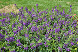 Angelface Blue Angelonia (Angelonia angustifolia 'ANBLU140') at Sargent's Nursery