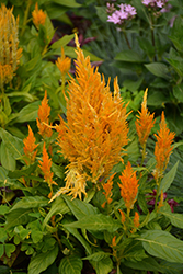 Fresh Look Yellow Celosia (Celosia 'Fresh Look Yellow') at Sargent's Nursery