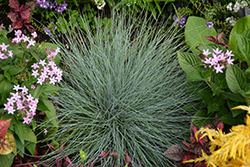 Beyond Blue Blue Fescue (Festuca glauca 'Casca11') at Sargent's Nursery