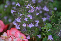 Marvelette Blue Dwarf Calamint (Calamintha nepeta 'Marvelette Blue') at Sargent's Nursery