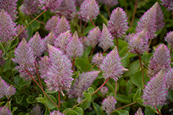 Joey Mulla Mulla (Ptilotus exaltatus 'Joey') at Sargent's Nursery