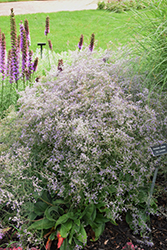 Sea Lavender (Limonium latifolium) at Sargent's Nursery