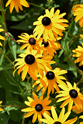 Goldsturm Coneflower (Rudbeckia fulgida 'Goldsturm') at Sargent's Nursery