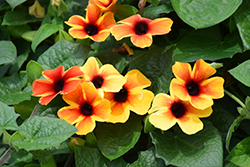 Tangerine Slice A-Peel Black-Eyed Susan (Thunbergia alata 'DL1501') at Sargent's Nursery