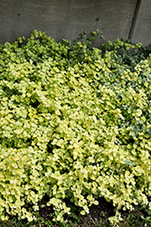 Lemon Licorice Plant (Helichrysum petiolare 'Lemon Licorice') at Sargent's Nursery