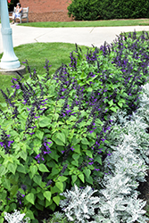 Rockin' Playin' The Blues Salvia (Salvia 'Balsamispim') at Sargent's Nursery