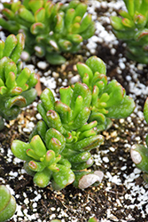 Hobbit Jade Plant (Crassula ovata 'Hobbit') at Sargent's Nursery