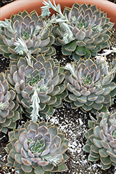 Mensa Echeveria (Echeveria 'Mensa') at Sargent's Nursery