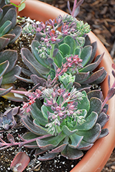 Blue Prince Echeveria (Echeveria 'Blue Prince') at Sargent's Nursery