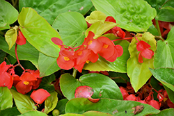 Canary Wings Begonia (Begonia 'Canary Wings') at Sargent's Nursery