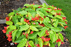 Canary Wings Begonia (Begonia 'Canary Wings') at Sargent's Nursery