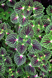 ColorBlaze Strawberry Drop Coleus (Solenostemon scutellarioides 'Kakegawa CE5') at Sargent's Nursery