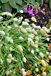 Bunny Tails Grass (Lagurus ovatus) at Sargent's Nursery