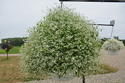 Diamond Mountain Euphorbia (Euphorbia 'Diamond Mountain') at Sargent's Nursery