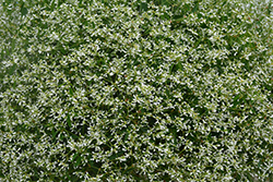 Diamond Mountain Euphorbia (Euphorbia 'Diamond Mountain') at Sargent's Nursery