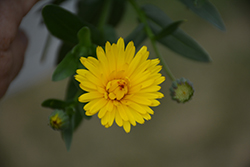 Lady Godiva Yellow Marigold (Calendula 'kercaldiyell') at Sargent's Nursery