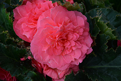 Nonstop Pink Begonia (Begonia 'Nonstop Pink') at Sargent's Nursery