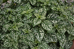 Hippo White Polka Dot Plant (Hypoestes phyllostachya 'G15180') at Sargent's Nursery