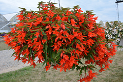 Waterfall Encanto Orange Begonia (Begonia boliviensis 'Encanto Orange') at Sargent's Nursery