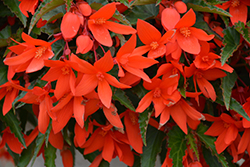 Waterfall Encanto Orange Begonia (Begonia boliviensis 'Encanto Orange') at Sargent's Nursery