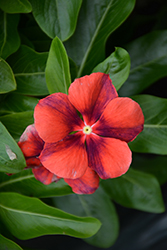 Tattoo Tangerine Vinca (Catharanthus roseus 'PAS1192835') at Sargent's Nursery