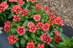 Tattoo Tangerine Vinca (Catharanthus roseus 'PAS1192835') at Sargent's Nursery