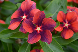 Tattoo Tangerine Vinca (Catharanthus roseus 'PAS1192835') at Sargent's Nursery