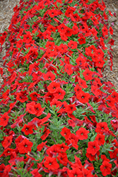 Easy Wave Red Petunia (Petunia 'Easy Wave Red') at Sargent's Nursery