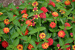 Bloomify Red Lantana (Lantana camara 'UF-1013A-2A') at Sargent's Nursery