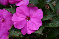 SunPatiens Compact Purple New Guinea Impatiens (Impatiens 'SAKIMP037') at Sargent's Nursery