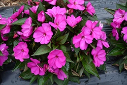 SunPatiens Compact Purple New Guinea Impatiens (Impatiens 'SAKIMP037') at Sargent's Nursery