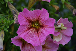 SuperCal Premium Sunray Pink Petchoa (Petchoa 'SAKPXC022') at Sargent's Nursery