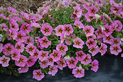 SuperCal Premium Sunray Pink Petchoa (Petchoa 'SAKPXC022') at Sargent's Nursery