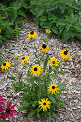 American Gold Rush Coneflower (Rudbeckia 'American Gold Rush') at Sargent's Nursery