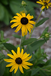 American Gold Rush Coneflower (Rudbeckia 'American Gold Rush') at Sargent's Nursery