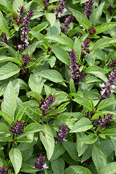 Sweet Basil (Ocimum basilicum) at Sargent's Nursery