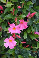 Sun Parasol Pretty Pink Mandevilla (Mandevilla 'Sun Parasol Pretty Pink') at Sargent's Nursery