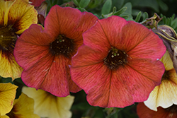 SuperCal Premium Cinnamon Petchoa (Petchoa 'SAKPXC021') at Sargent's Nursery