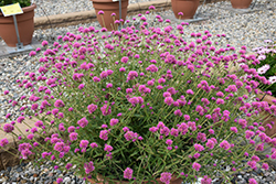 Truffula Pink Gomphrena (Gomphrena 'PAST0517E') at Sargent's Nursery