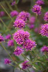 Truffula Pink Gomphrena (Gomphrena 'PAST0517E') at Sargent's Nursery