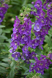 Angelface Blue Angelonia (Angelonia angustifolia 'ANBLU140') at Sargent's Nursery