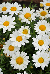 Pure White Butterfly Marguerite Daisy (Argyranthemum frutescens 'G14420') at Sargent's Nursery