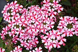 Lanai Candy Cane Verbena (Verbena 'Lanai Candy Cane') at Sargent's Nursery